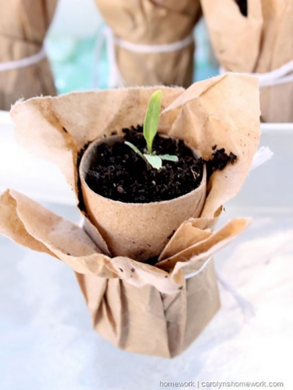 seedlings toilet paper rolls moldy