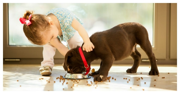 Safety: Child and Dog Safety at Holiday Gatherings