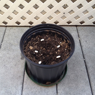 Kids Activities Grow a Jack and the Beanstalk