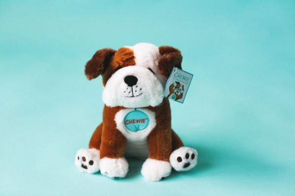 Chewie the English Bulldog