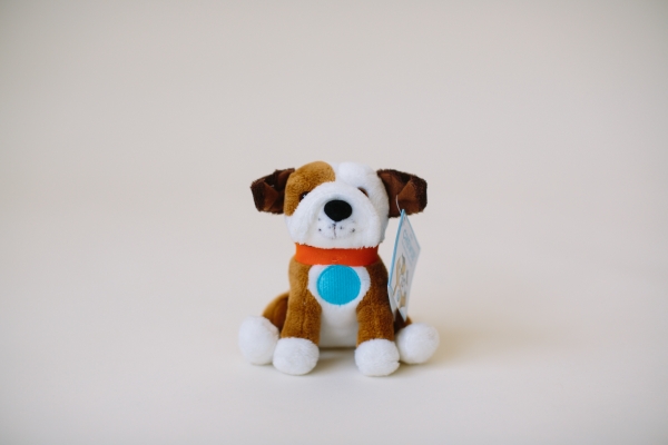 Mini Chewie the English Bulldog