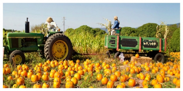 Family Fall Bucket List
